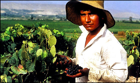 Vína a Pisco z Peru